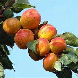 Абрикос Тамаша