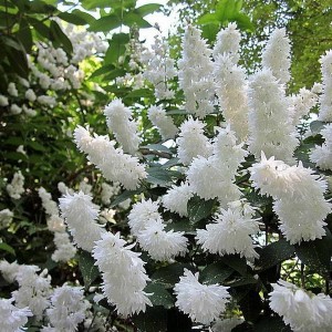 Саженец дейции белой махровой Кандидиссима