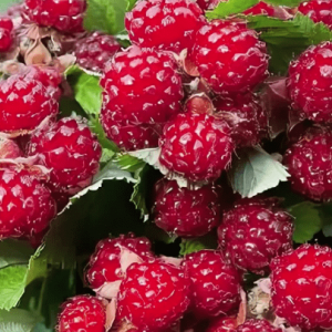 Саженец красной ежемалины Ред Даймонд (Red Diamond)