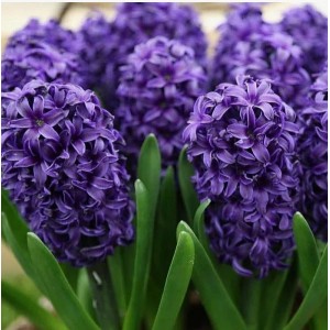 Гиацинт Атлантик