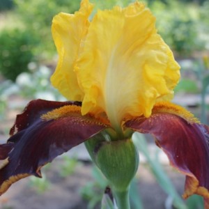 Саженец ириса Суприм Султан (Supreme Sultan)