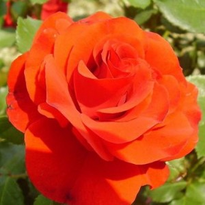 Саженцы штамбовой розы (3 шт. ) Роза Ремембрэнс (Remembrance)