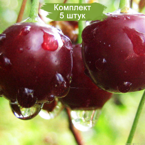 Саженцы черешни Ипуть -  комплект 5 шт.