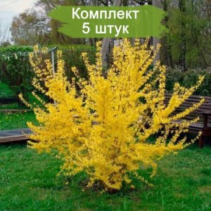 Саженцы форзиции (45-55 см.) -  комплект 5 шт.