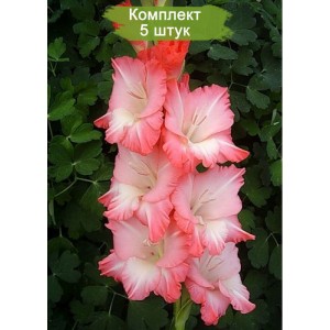 Луковицы гладиолуса Анна Леора -  комплект 5 шт.