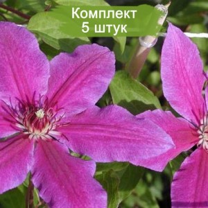 Саженцы клематиса Барбара Диблей (Barbara Dibley) -  комплект 5 шт.