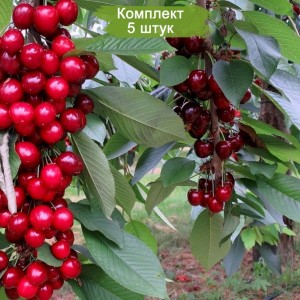 Саженцы колоновидной черешни Квин Мери (Куин Мари) (Queen Mary) -  комплект 5 шт.