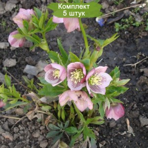 Саженцы морозника Дабл Эллен Пинк (Double Ellen Pink) -  комплект 5 шт.