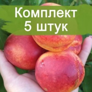 Саженцы нектарина Спокуса -  комплект 5 шт.