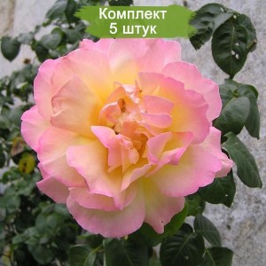 Саженцы плетистой розы Глория Дэй (Gloria Dei) -  комплект 5 шт.