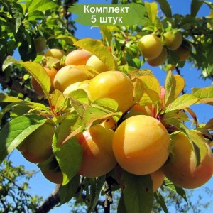 Саженцы ранней желтой сливы Медовая -  комплект 5 шт.