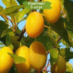 Саженцы средней желтой сливы Золотая капля  -  комплект 5 шт.