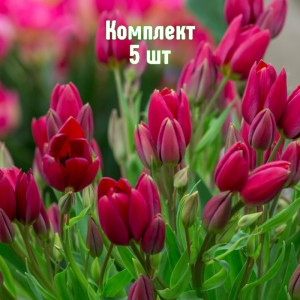 Комплект 5шт / Тюльпан Стронг Повер