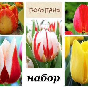 Луковицы тюльпанов. Комплект №1 из 10шт. 