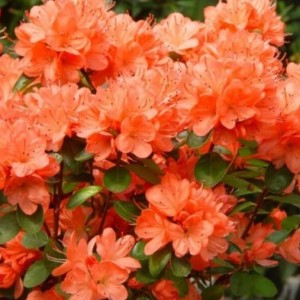 Рододендрон Гейша Оранж