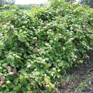 Саженец актинидии крупноплодной без сорта