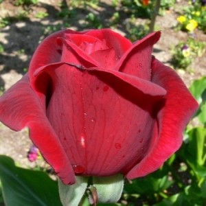 Саженец чайно-гибридной розы Мистер Линкольн (Mister Lincoln / Mr Lincoln)