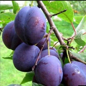 Слива Кабардинская ранняя