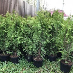Саженец Туи Брабант 60-100 см