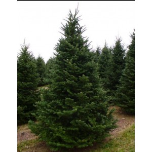 Саженец Ели Сибирской до 1 метра