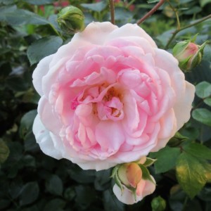 Саженец канадской розы Морден Блаш / Моден Блаш / Модэн Блаш (Morden Blush)